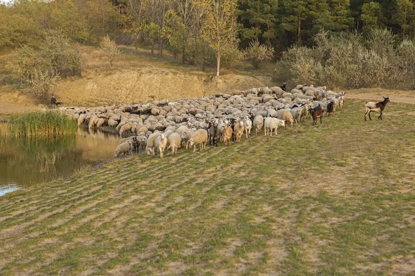羊在山上吃草 日落时绵羊 — 图库照片