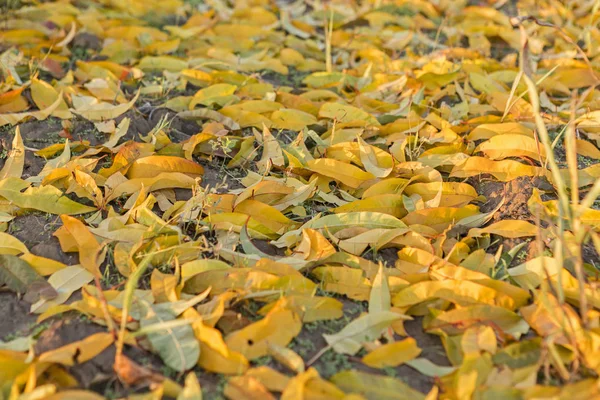 Jardim Pêssego Outono — Fotografia de Stock