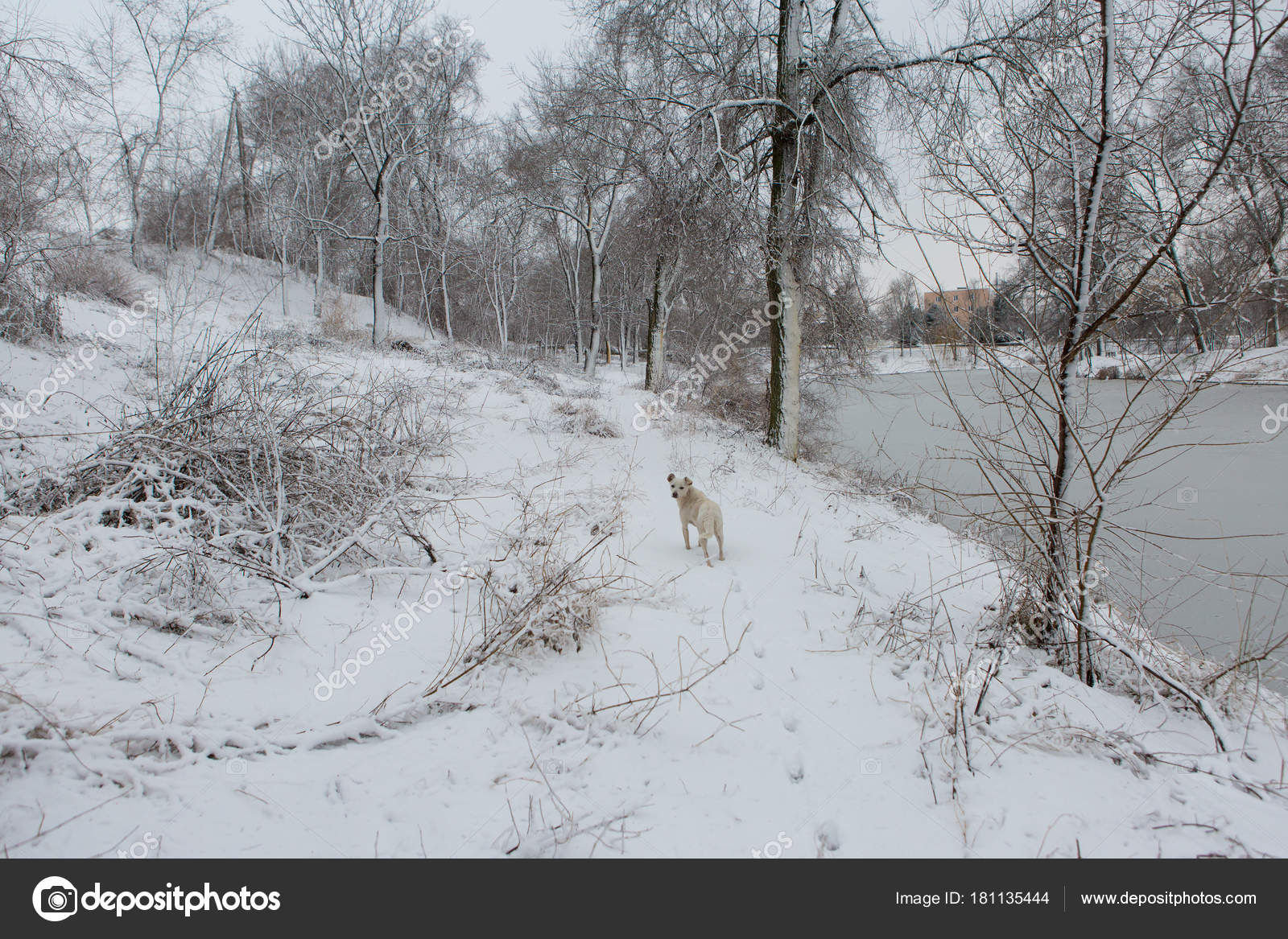 Chien Blanc Jouant Sur Neige Chien Drôle Conte Fées Hiver