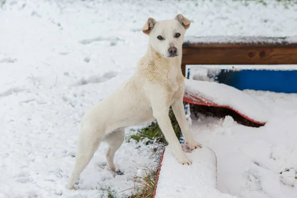 Bílý Pes Hraje Sněhu Legrační Psí Zimní Pohádka — Stock fotografie