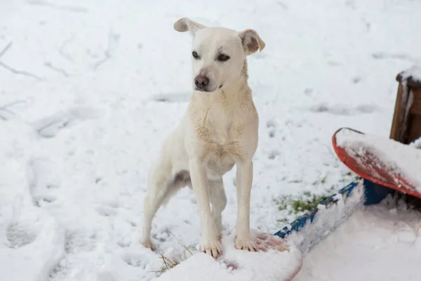 Bílý Pes Hraje Sněhu Legrační Psí Zimní Pohádka — Stock fotografie