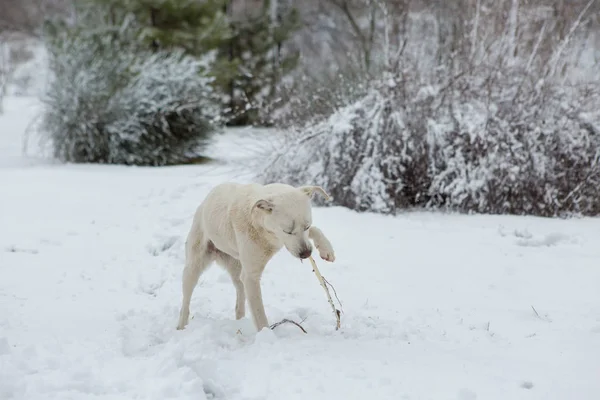 Vit Hund Spelar Snö Rolig Vovve Vintersaga — Stockfoto