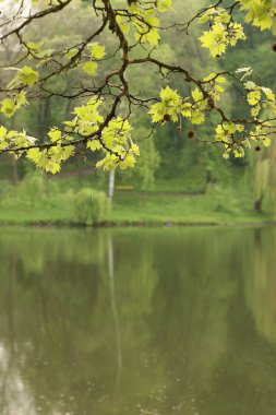Göl üzerinde güzel yeşil dal