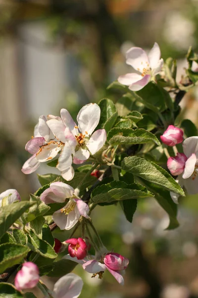 Сприг Цветущего Яблока Весной Весенний Сезон Цветения — стоковое фото