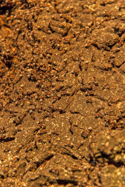 Mravenci Pracují Slunci Krásná Textura Mravenců — Stock fotografie