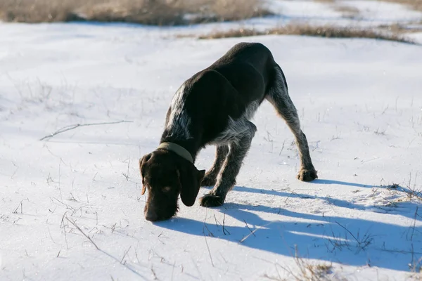 Jagddrathaar Winter Deutscher Hund Geht Auf Spurensuche — Stockfoto