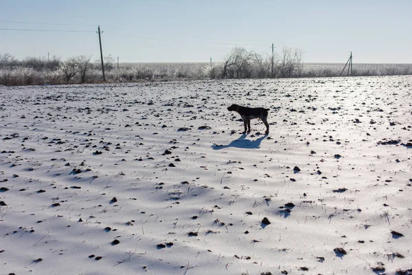 Jagddrathaar Winter Deutscher Hund Geht Auf Spurensuche — Stockfoto