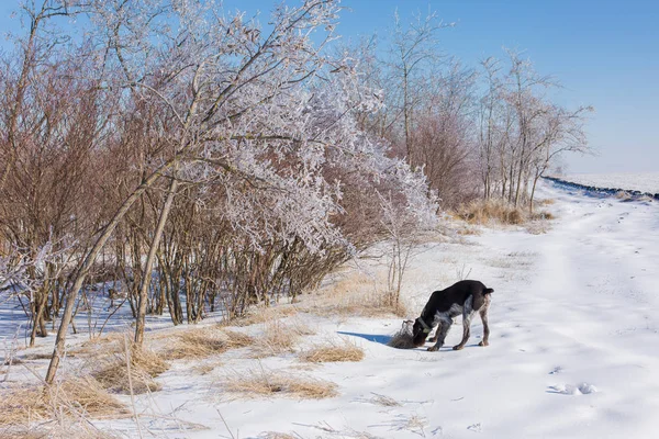 Jagddrathaar Winter Deutscher Hund Geht Auf Spurensuche — Stockfoto