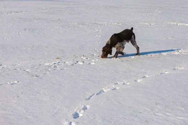 Jagddrathaar Winter Deutscher Hund Geht Auf Spurensuche — Stockfoto