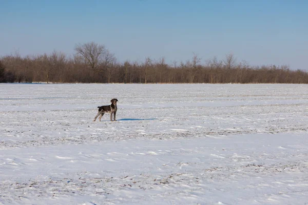 Hunting Drathaar Winter German Dog Taking Trail — Stock Photo, Image