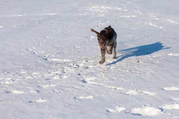 Jagddrathaar Winter Deutscher Hund Geht Auf Spurensuche — Stockfoto