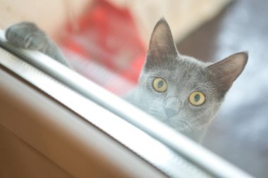 pencerenin aç gaz dışında kedi