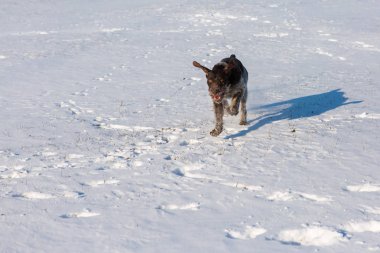 Kışın av Drathaar, Alman köpek iz sürüyor
