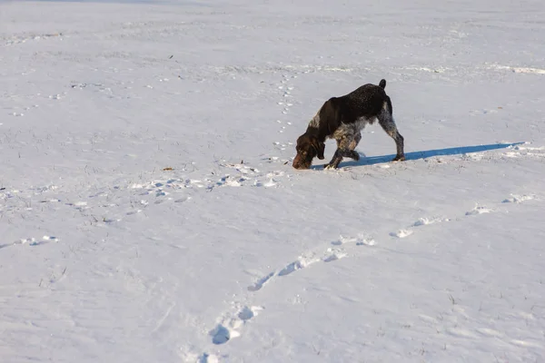 Polowanie Drathaar Zimie Dog Niemiecki Jest Przy Szlaku — Zdjęcie stockowe