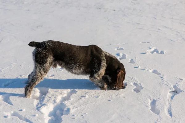 Jagddrathaar Winter Deutscher Hund Geht Auf Spurensuche — Stockfoto