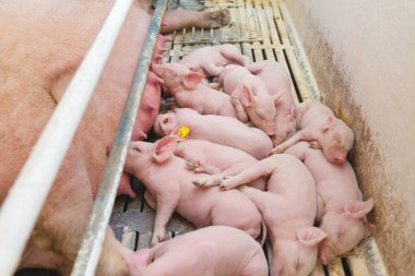 Pembe domuz, domuz çiftliği, domuz yavruları yiyelim