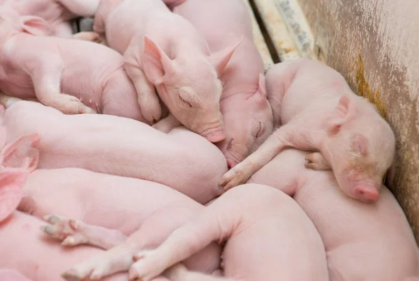 粉红猪 猪在农场 仔猪去吃 — 图库照片