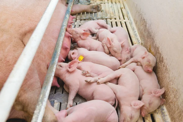 Cerdos Rosados Cerdos Granja Lechones Van Comer —  Fotos de Stock