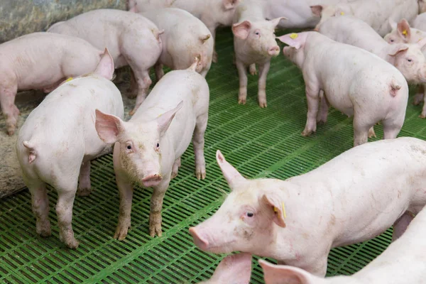 Cerdos Rosados Cerdos Granja Lechones Van Comer —  Fotos de Stock