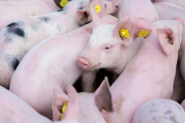 Pink Pigs Pigs Farm Piglets Eat — Stock Photo, Image
