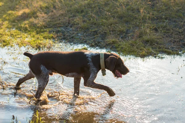 Tysk Jakt Vakthund Drahthaar Vacker Hund Porträtt Vintern — Stockfoto