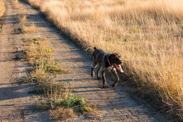 Perro Guardián Caza Alemán Drahthaar Hermoso Retrato Perro Invierno —  Fotos de Stock