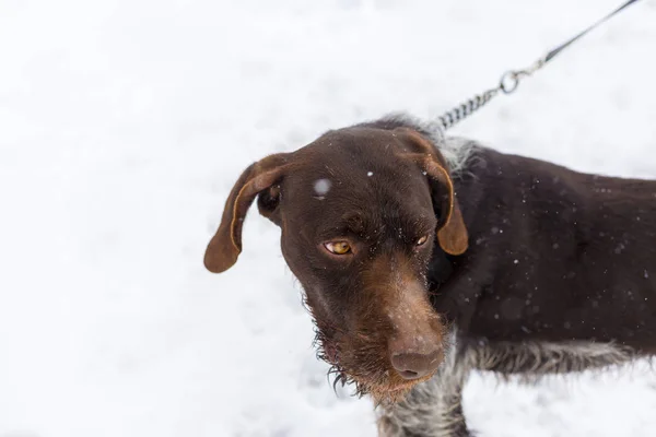 Chien Chasse Allemand Drahthaar Beau Portrait Chien Hiver — Photo