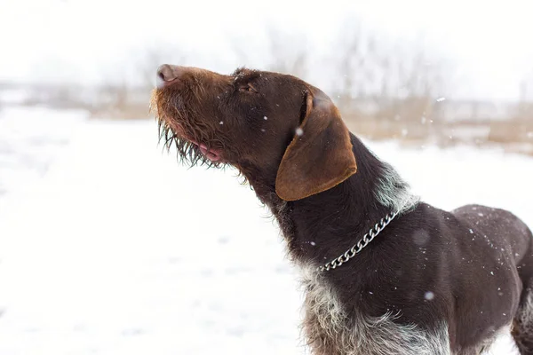 Γερμανικά Κυνήγι Φύλακα Drahthaar Όμορφη Πορτραίτο Σκύλου Χειμώνα — Φωτογραφία Αρχείου