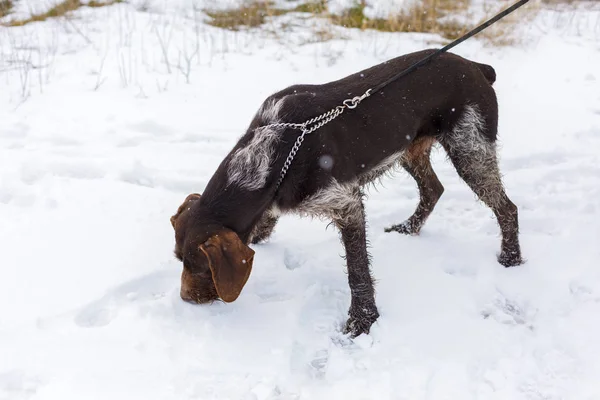 Chien Chasse Allemand Drahthaar Beau Portrait Chien Hiver — Photo