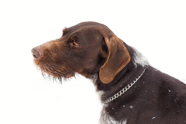 Немецкий Охотничий Караул Drahthaar Красивый Портрет Собаки Зимой — стоковое фото