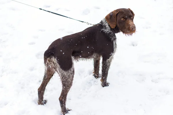 German hunting watchdog drahthaar, Beautiful dog portrait in winter