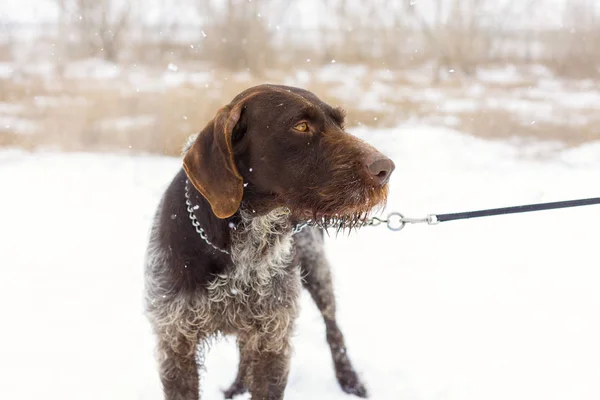 German hunting watchdog drahthaar, Beautiful dog portrait in winter