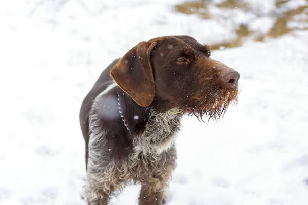 Chien Chasse Allemand Drahthaar Beau Portrait Chien Hiver — Photo