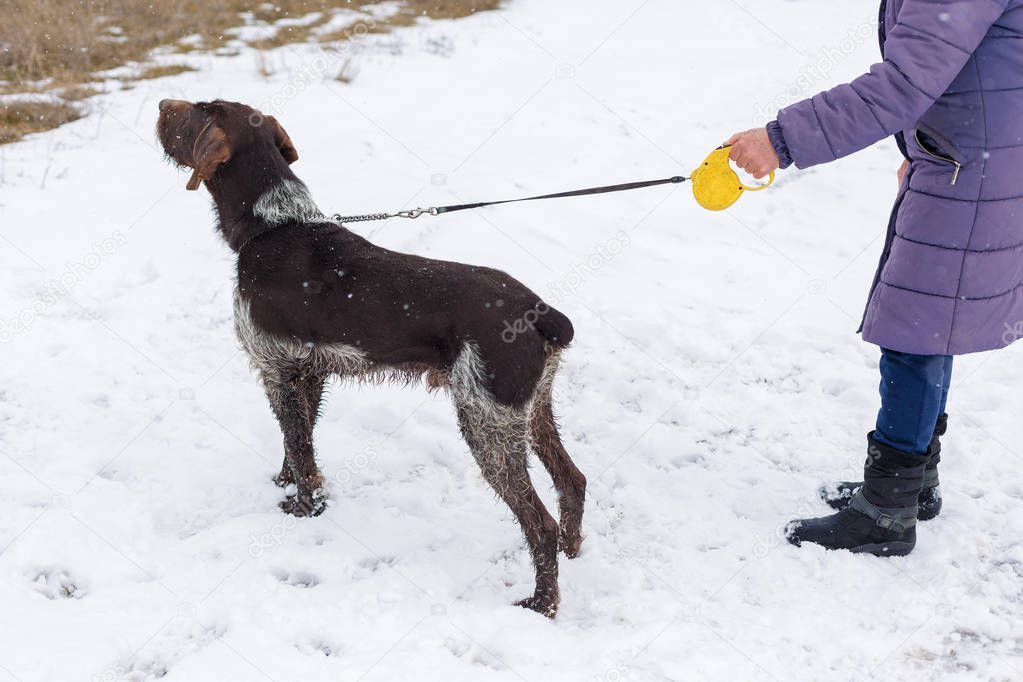German hunting watchdog drahthaar, Beautiful dog portrait in winter