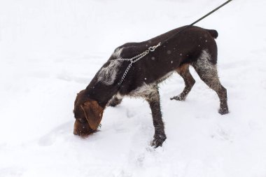 Alman avcılık watchdog drahthaar, güzel köpek portre kışın