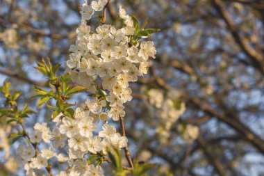 Şu yeni gelişen ağaç bahar yakın çekim