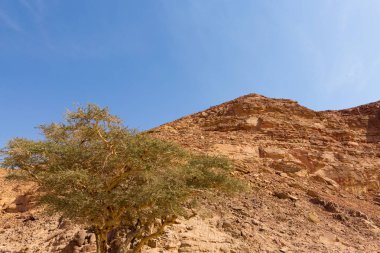 Renkli Kanyon South Sinai (Mısır) Yarımadası'nda bir rock oluşumdur. Çöl kayalar çok renkli kumtaşı arka plan.