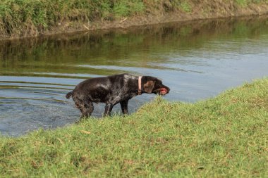 Alman avcı köpeği Drathaar, güzel köpek portresi, sudan karaya çıktı..