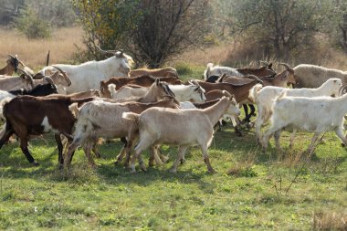 Çayırda otlayan bir keçi sürüsü.