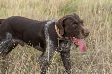 Otların arasındaki köpek