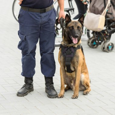 Malinois Belçikalı çoban köpeği sınırı koruyor. Sınır askerleri, köpeğin ihlalleri tespit edip teröristleri etkisiz hale getirme yeteneğini gösteriyor..
