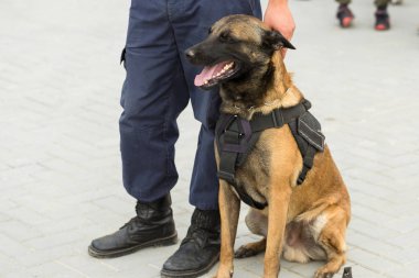 Malinois Belçikalı çoban köpeği sınırı koruyor. Sınır askerleri, köpeğin ihlalleri tespit edip teröristleri etkisiz hale getirme yeteneğini gösteriyor..