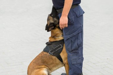 Malinois Belçikalı çoban köpeği sınırı koruyor. Sınır askerleri, köpeğin ihlalleri tespit edip teröristleri etkisiz hale getirme yeteneğini gösteriyor..