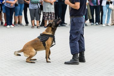 Malinois Belçikalı çoban köpeği sınırı koruyor. Sınır askerleri, köpeğin ihlalleri tespit edip teröristleri etkisiz hale getirme yeteneğini gösteriyor..