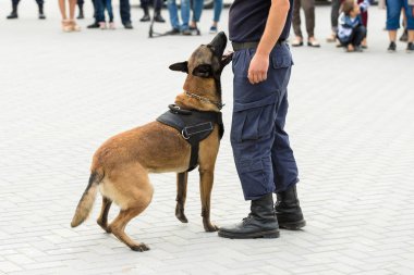 Malinois Belçikalı çoban köpeği sınırı koruyor. Sınır askerleri, köpeğin ihlalleri tespit edip teröristleri etkisiz hale getirme yeteneğini gösteriyor..