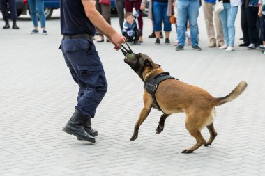 Malinois Belçikalı çoban köpeği sınırı koruyor. Sınır askerleri, köpeğin ihlalleri tespit edip teröristleri etkisiz hale getirme yeteneğini gösteriyor..