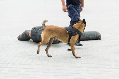 Malinois Belçikalı çoban köpeği sınırı koruyor. Sınır askerleri, köpeğin ihlalleri tespit edip teröristleri etkisiz hale getirme yeteneğini gösteriyor..