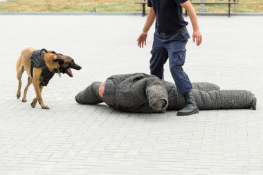 Malinois Belçikalı çoban köpeği sınırı koruyor. Sınır askerleri, köpeğin ihlalleri tespit edip teröristleri etkisiz hale getirme yeteneğini gösteriyor..