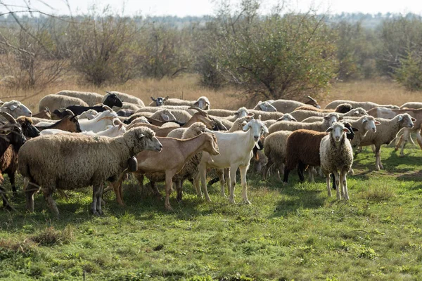 a herd of sheep in the field