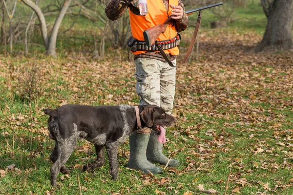 A hunter with a gun in his hands and a hunting dog in a reflective orange vest hunts a pheasant in the steppe.